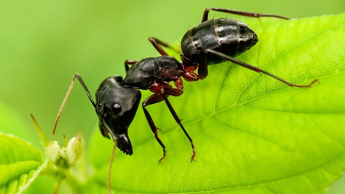 Carpenter Ants