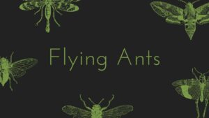 Flying Ants