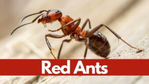 Red Ants