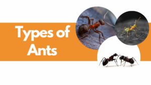 types of ants