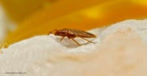 How to check for Bed Bugs