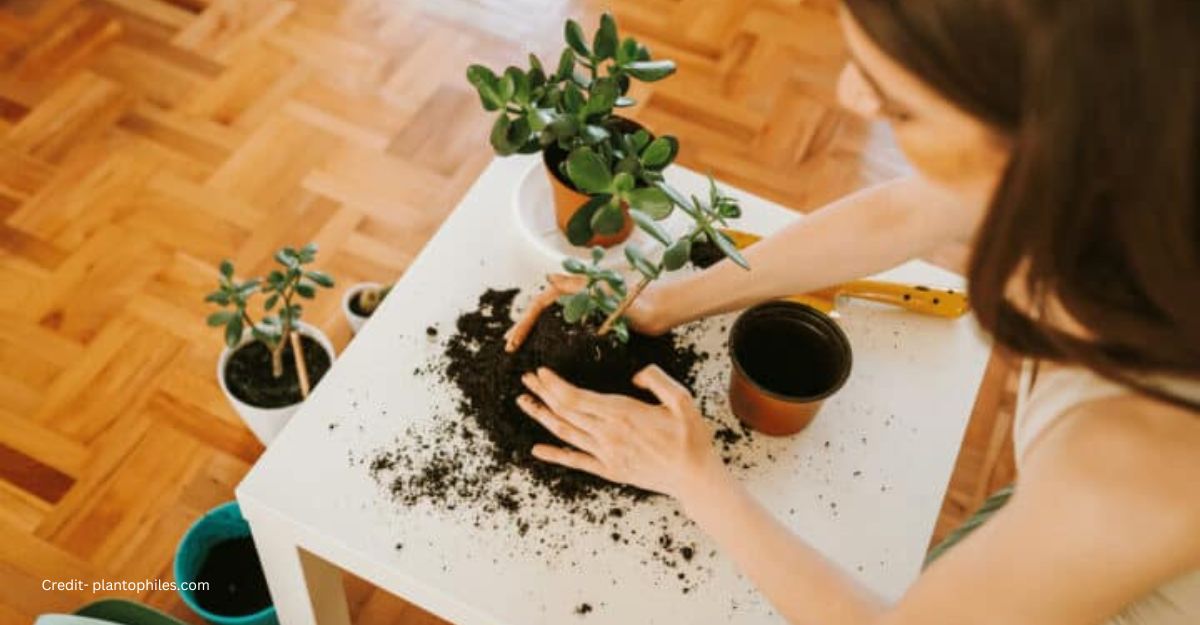 How to get rid of fruit flies in plants