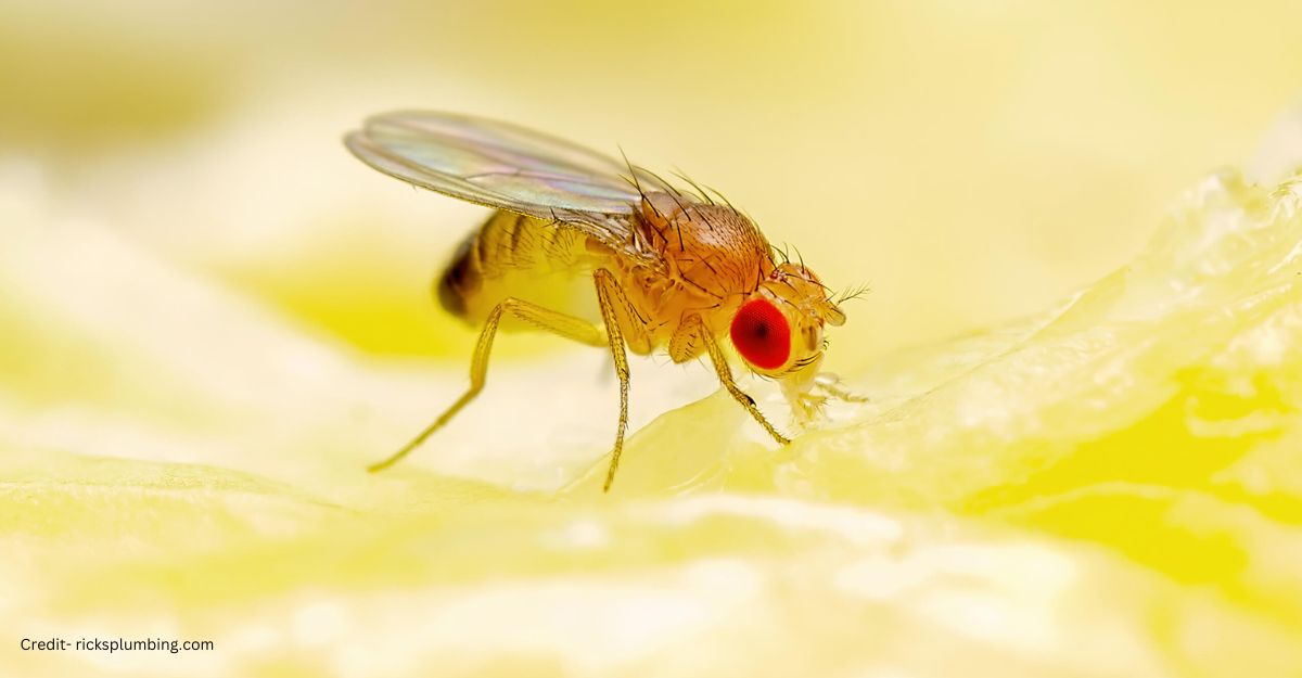 Fruit Flies