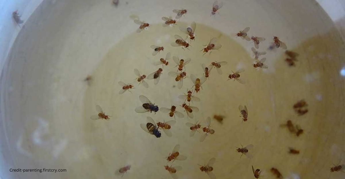 Remove fruit flies