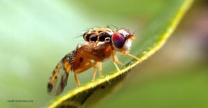 fruit flies