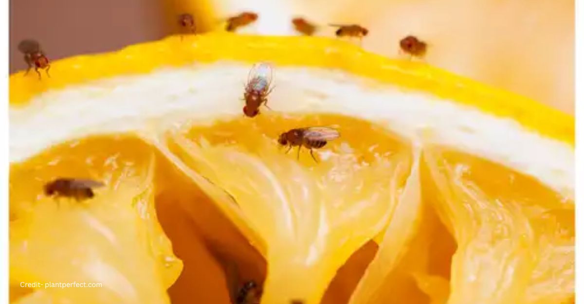 Get rid of fruit flies