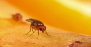 How to get rid of fruit flies in plants