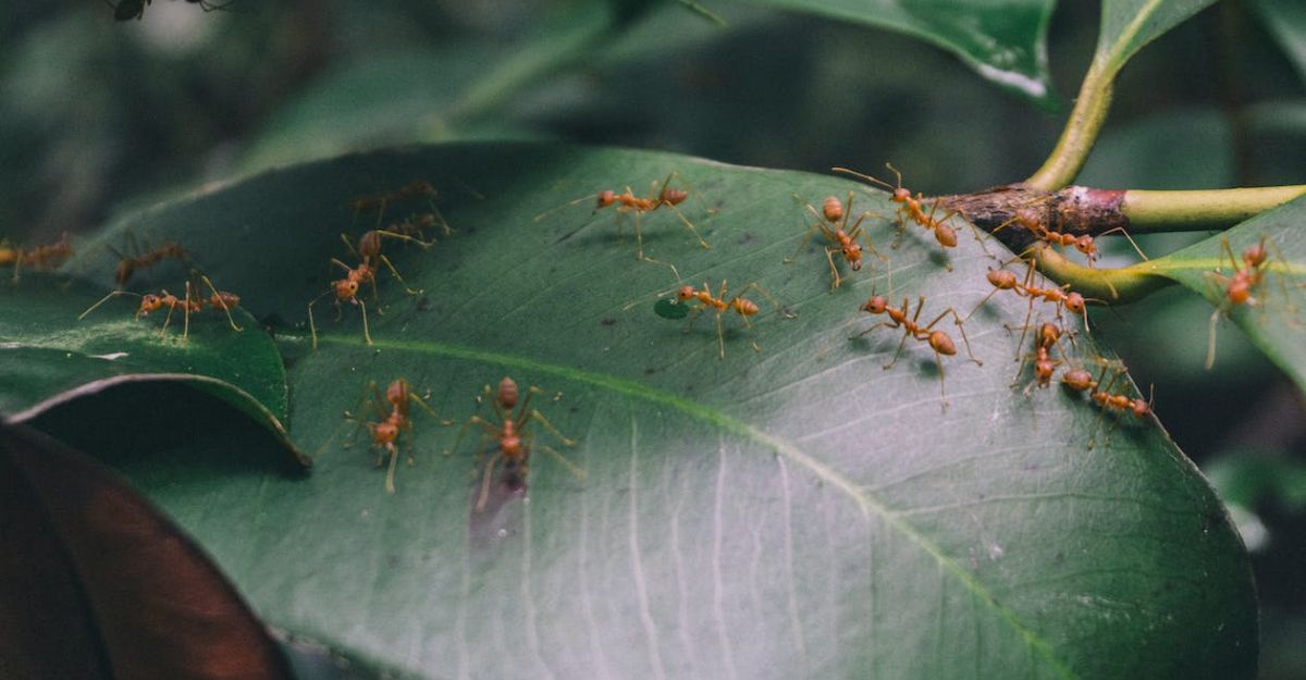 What Are Red Ants With Wings